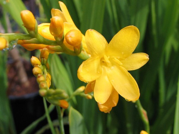 Crocosmia 'Golden Fleece'