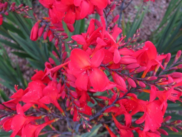 Crocosmia 'Miss Scarlet' PPAF