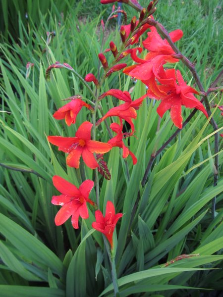 Crocosmia 'Phillipa Browne'