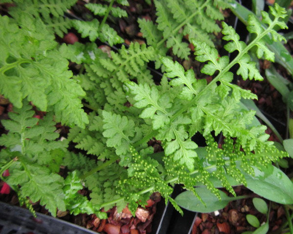 Cystopteris fragilis (syn. C. dickieana)