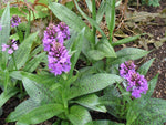 Dactylorhiza maculata