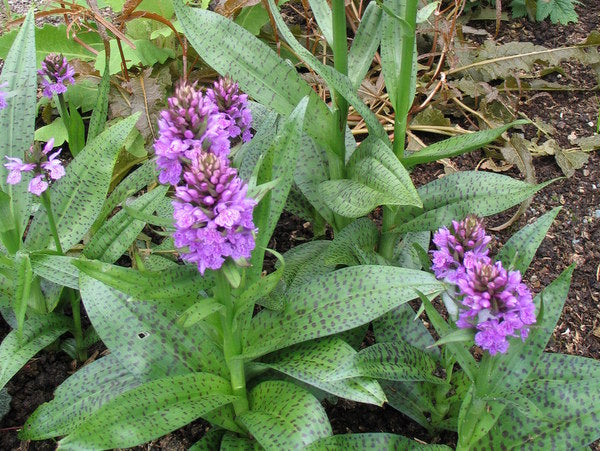 Dactylorhiza maculata