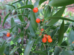 Danae racemosa