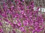Daphne mezereum