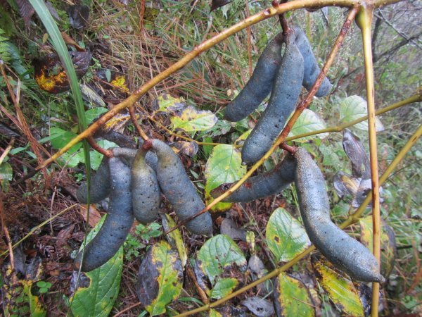 Decaisnea fargesii CDHM 14633