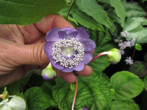 Deinanthe caerulea