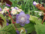 Deinanthe caerulea x bifida