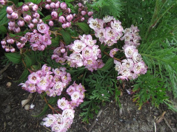 Deutzia compacta SBEC 644 syn. hookeriana