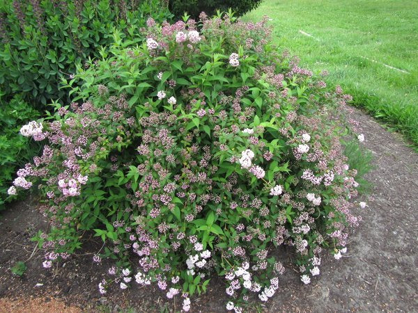 Deutzia compacta SBEC 644 syn. hookeriana