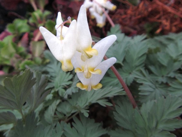 Dicentra cucullaria