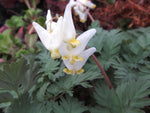 Dicentra cucullaria