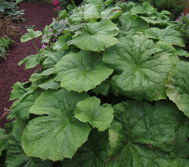 Diphylleia sinensis big green leaves