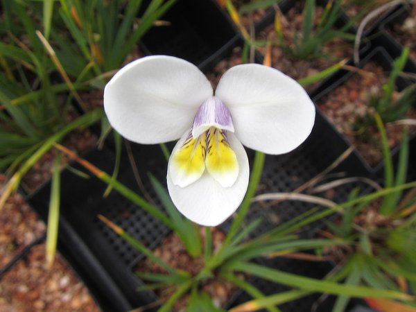 Diplarrena moraea