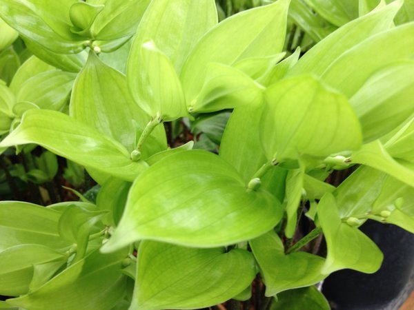 Disporopsis arisanensis