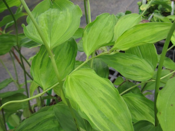 Disporum cantoniense 'Aureovariegata'