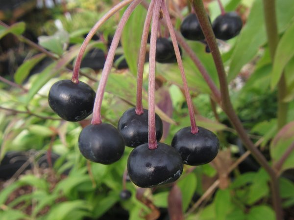 Disporum cantoniense MD10-177