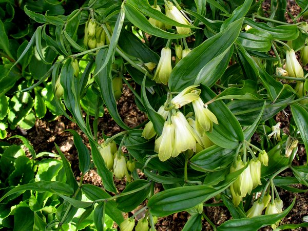 Disporum nantouense BSWJ 359 (syn. sessile var. intermedium)