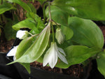 Disporum trabeculatum SEH