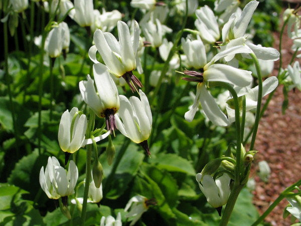 Dodecatheon dentatum (syn. Primula latiloba)