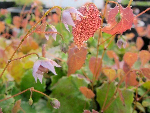 Epimedium pauciflorum