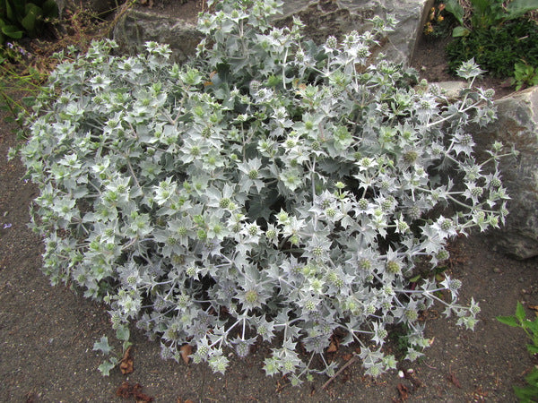 Eryngium maritimum