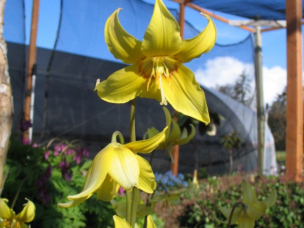 The underside of two yellow flowers of Erythronium 'Kondo'