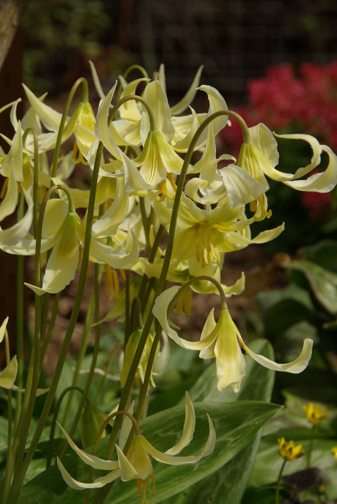 fawn lily flower Erythronium oregonum – Far Reaches Farm