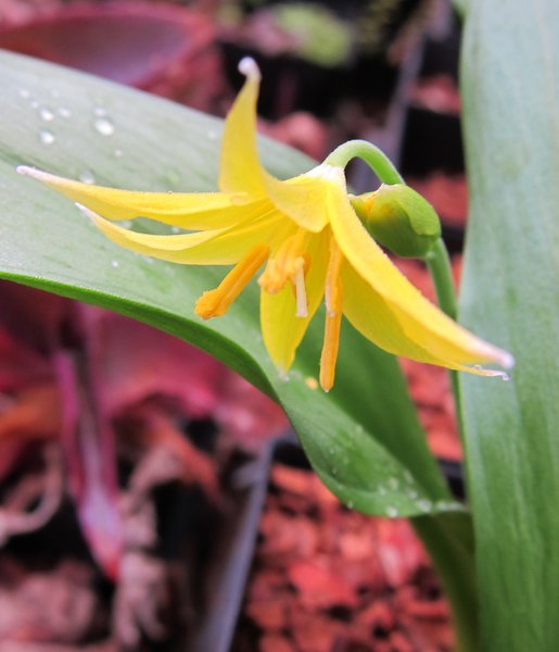 Closeup of a yellow Erythronium tuolumnense flower from the side