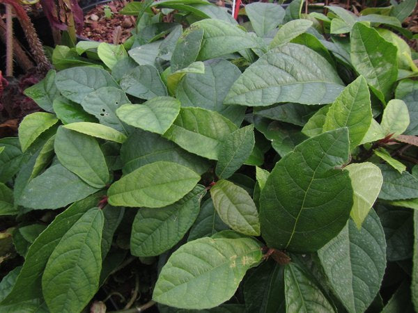 Ficus tikoua