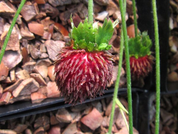 Fragaria vesca 'Muricata'
