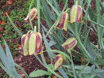Fritillaria acmopetala