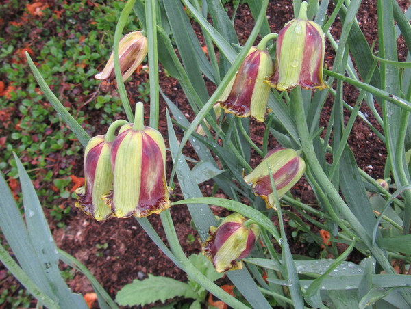 Fritillaria acmopetala