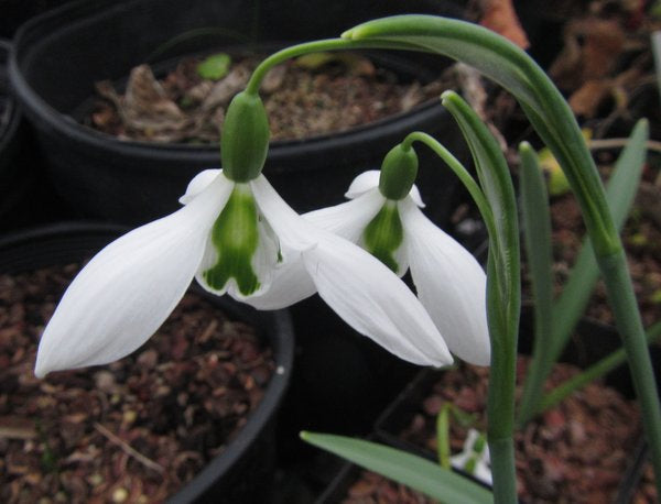 Galanthus 'John Gray'