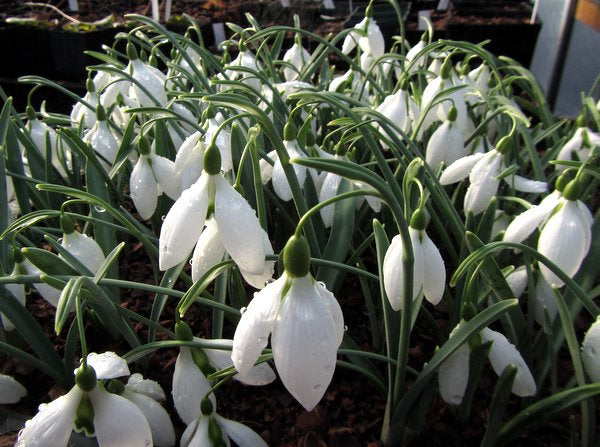 Galanthus 'John Gray'