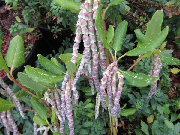 Garrya x issaquahensis 'Pat Ballard'