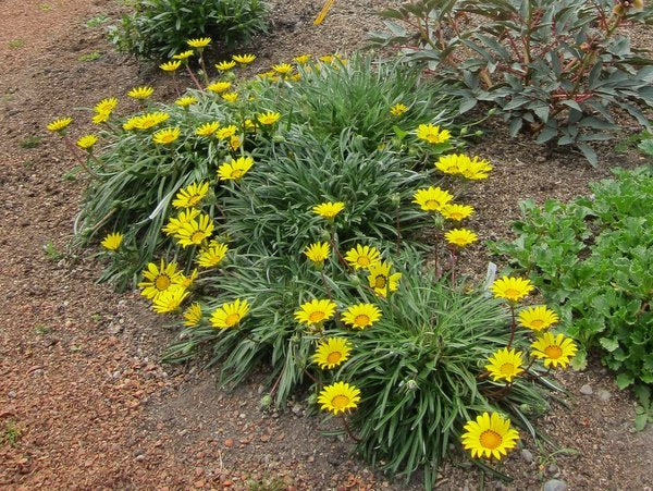 Gazania linearis 'Colorado Gold'
