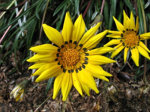 Gazania linearis 'Colorado Gold'