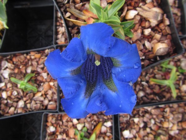Gentiana acaulis 'Krebs'