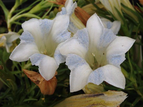 Gentiana 'Bellatrix'