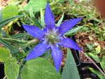 Gentiana paradoxa