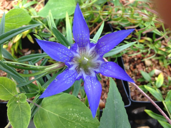Gentiana paradoxa