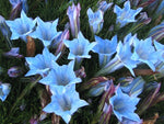 Gentiana 'Strathmore'