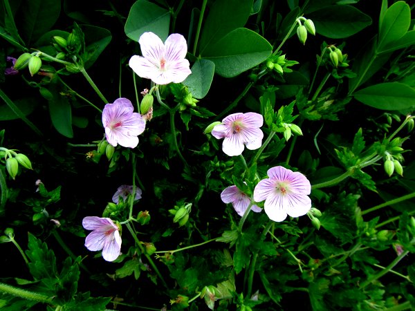 Geranium rosthornii CGG14022