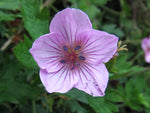 Geranium rosthornii CGG14022