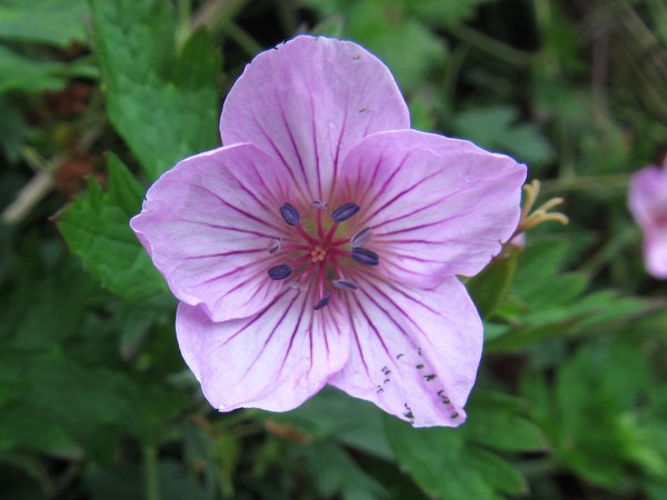 Geranium rosthornii CGG14022