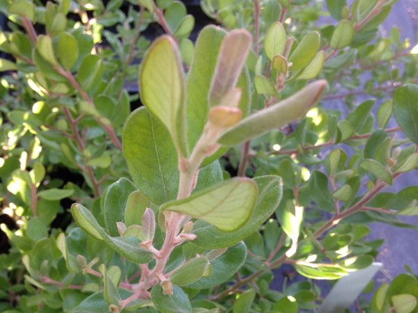 Grevillea miqueliana subsp. moroka