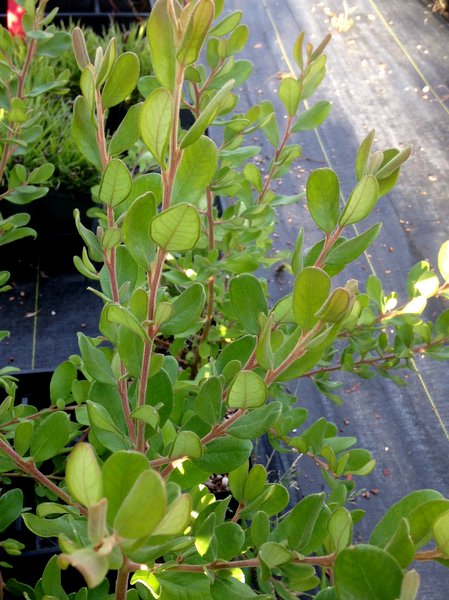 Grevillea miqueliana subsp. moroka