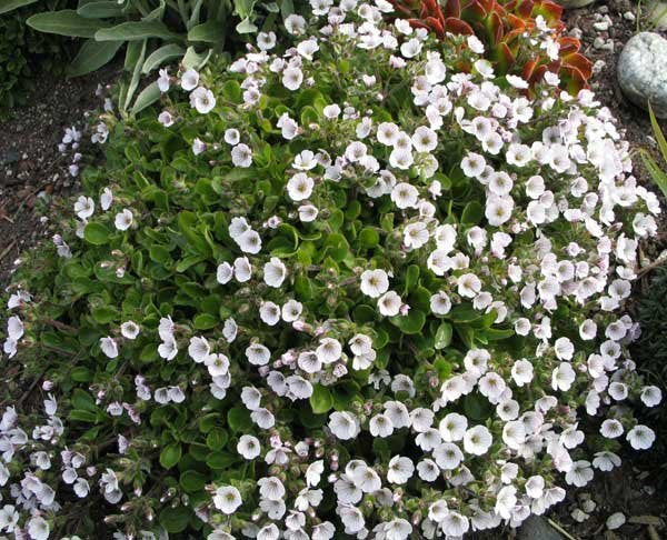 Gypsophila cerastioides (syn. Acanthophyllum cerastioides)