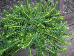 Hebe 'Prostrata'
