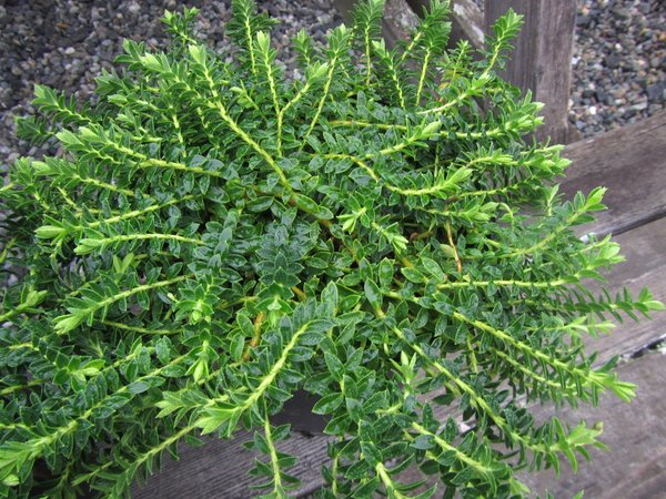 Hebe 'Prostrata'